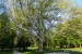 Platan najkrajší strom parku